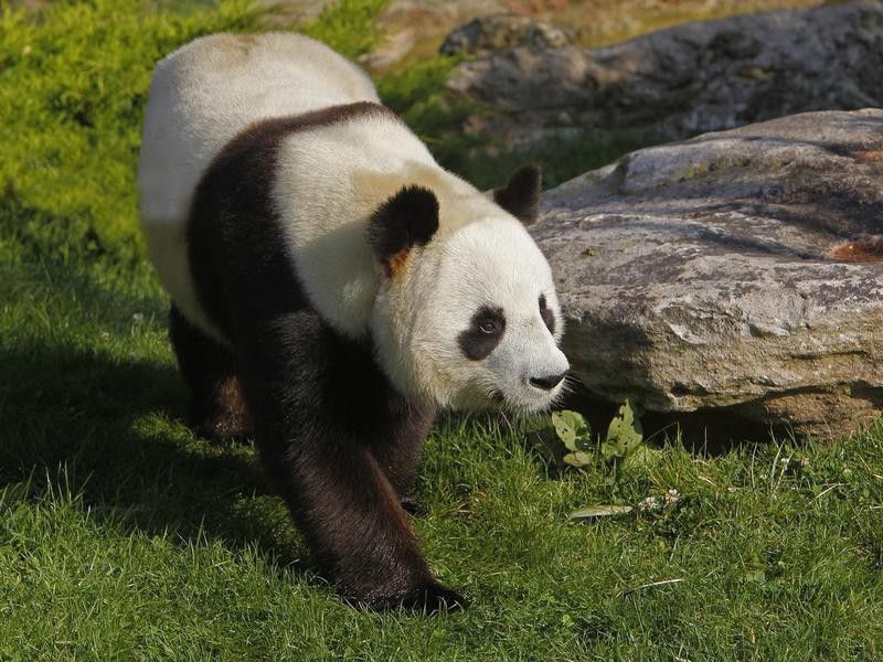 How do panda bears protect themselves?
