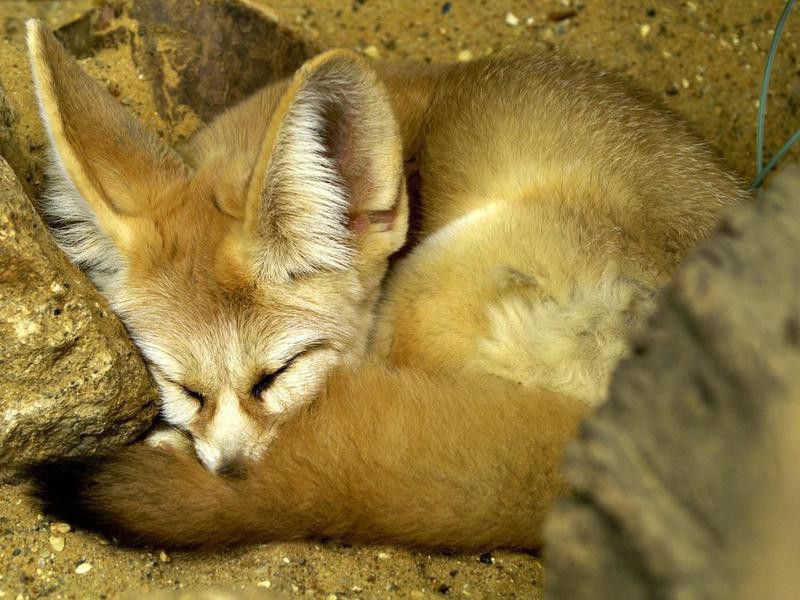 How to Care for a Fennec Fox