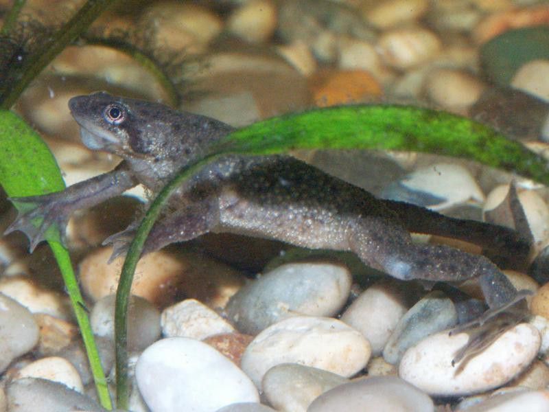 How to Care for an African Dwarf Frog