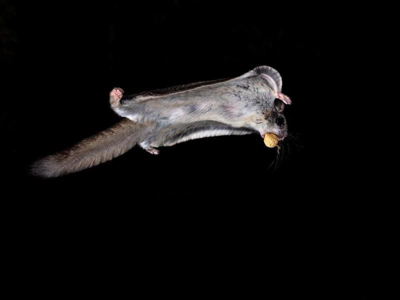How to Care for Flying Squirrels