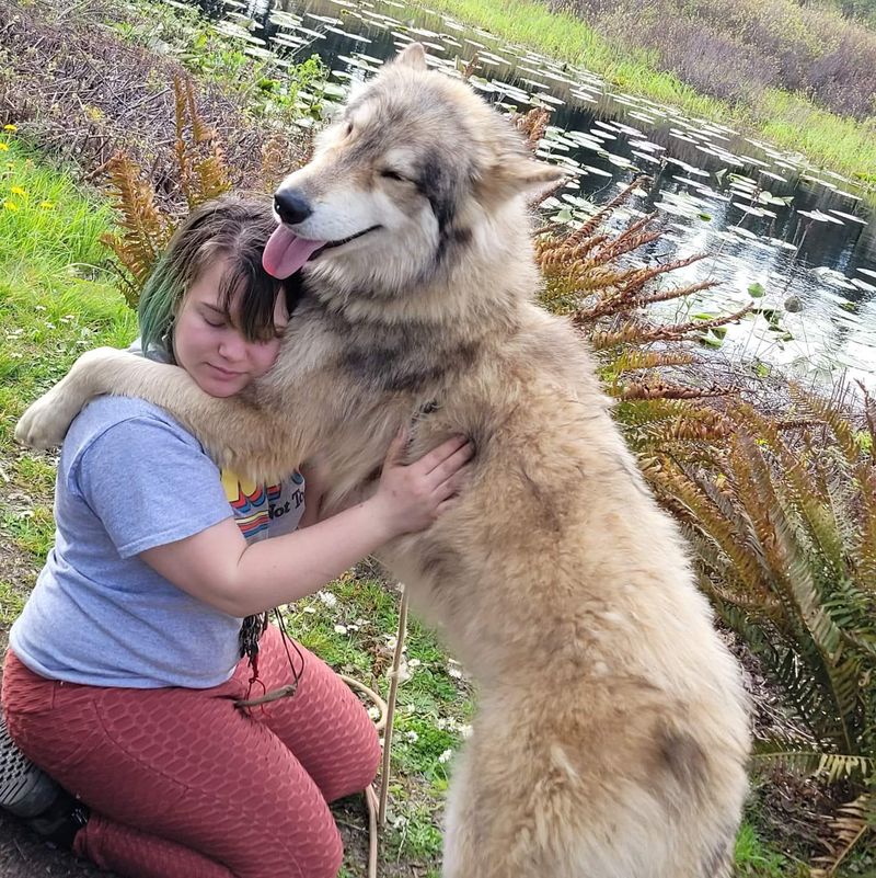 Huge wolf dog