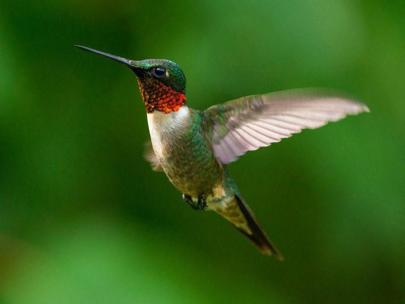 Hummingbird has short lifespan