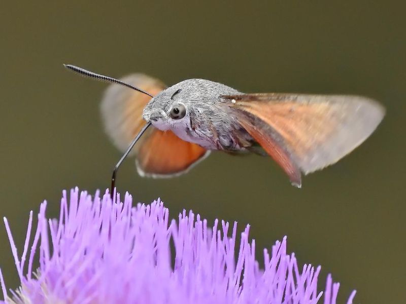 Hummingbird Hawk-Moth closeup