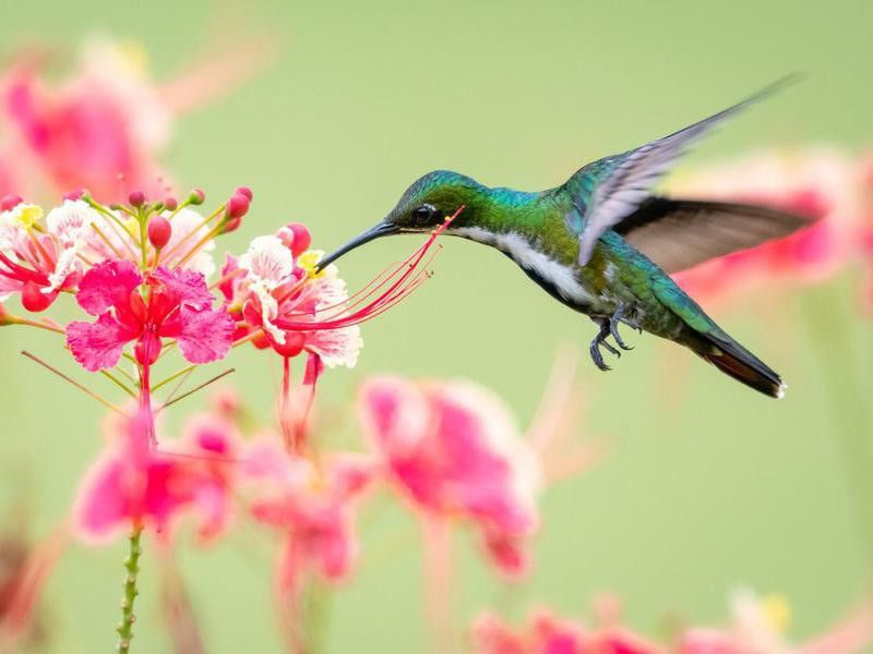 Hummingbird's have the superpower to fly backwards