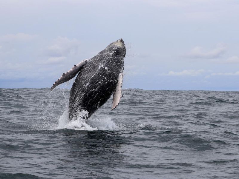 Humpback whale in Costa Rica