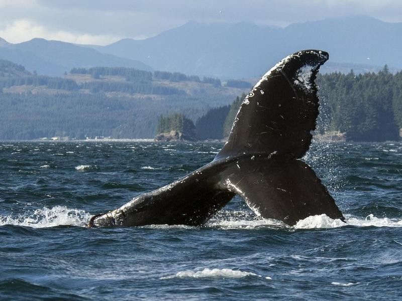 Humpback Whale in Kodiak Island
