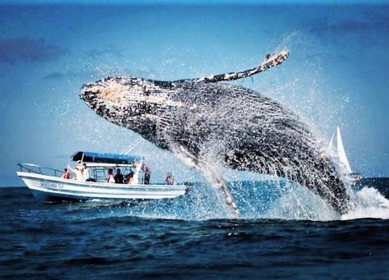 Humpback whale in Puerto Vallarta, Mexico