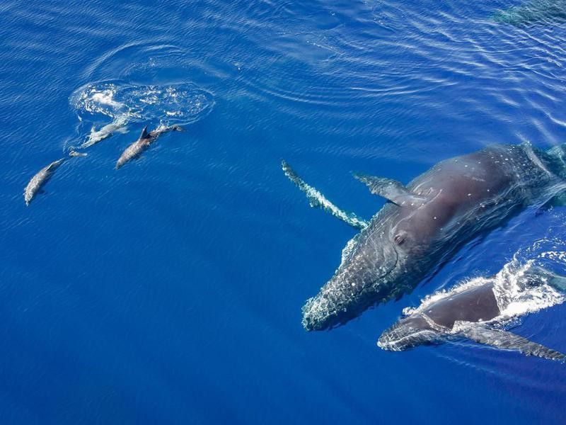 Humpback whales and dolphins