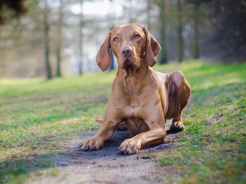 Hungarian hound dog vizsla potrait