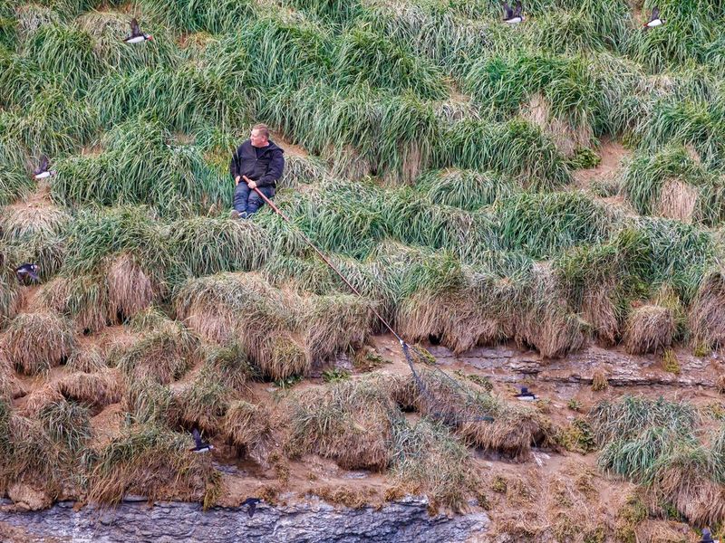 Hunting puffins in Iceland