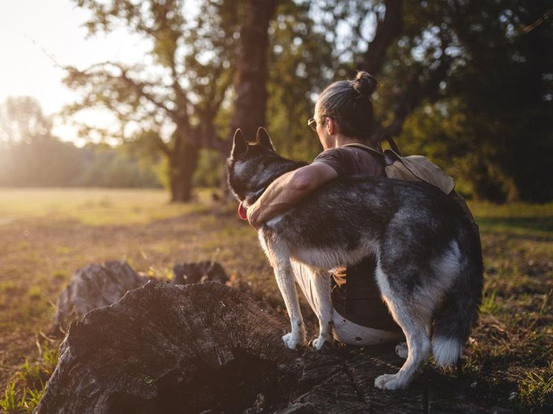 husky outside with person