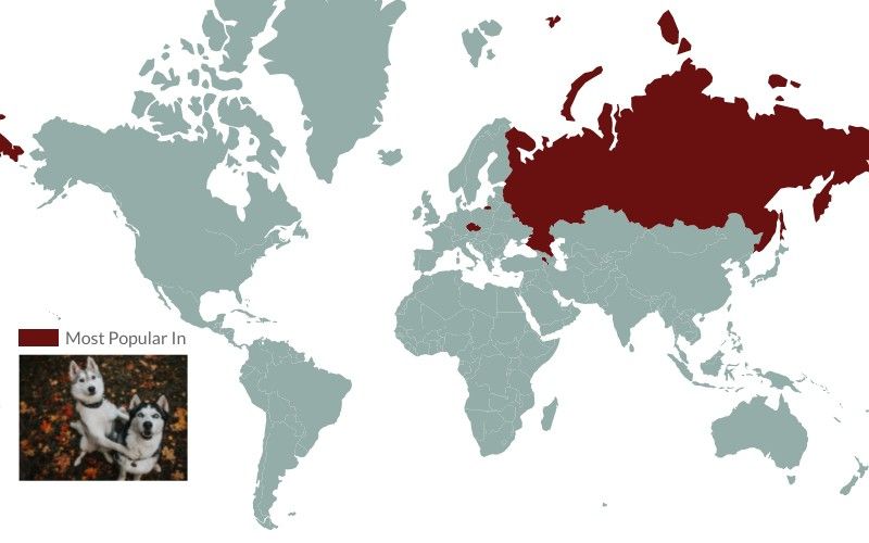 husky popularity around the world