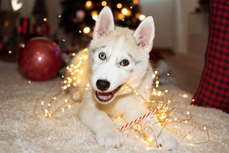 Husky puppy dog playing with christmas tree lights