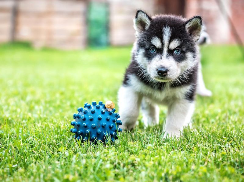 husky puppy plays with ball and snail