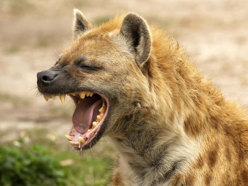 Hyena yawning