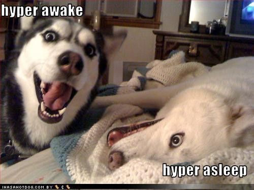 Hyper Huskies