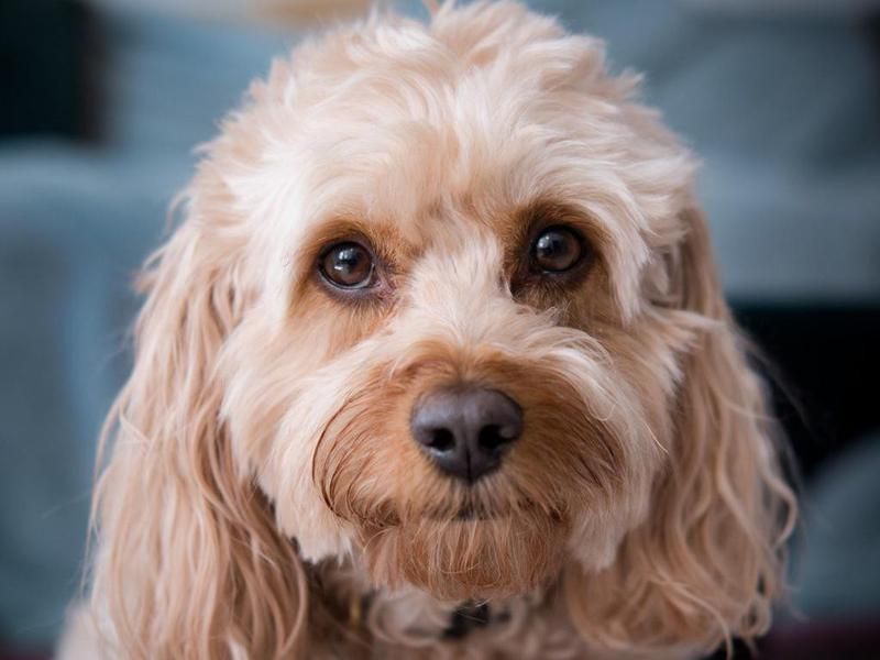Hypoallergic cavapoo dog breed
