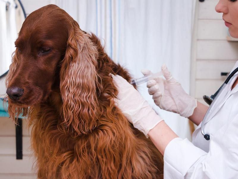 I Don’t Need to Vaccinate My Dog — Debunked
