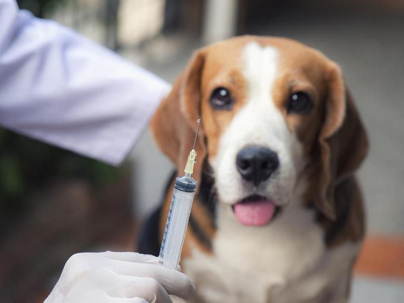 I Don’t Need to Vaccinate My Dog