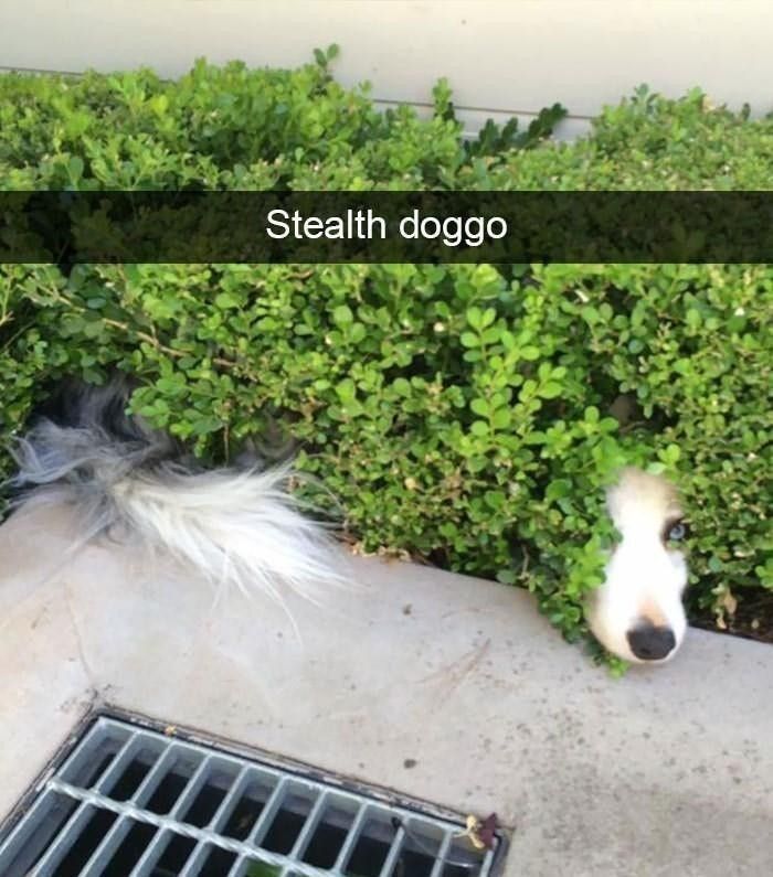 I spy a dog