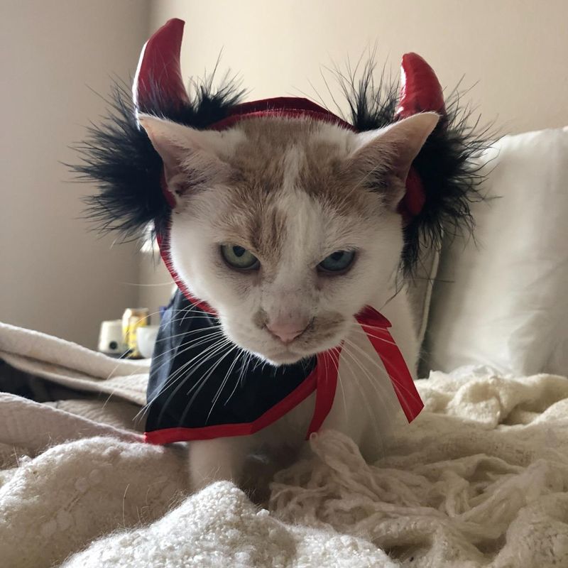 IFLYOOY Halloween Pet Costumes for Cats