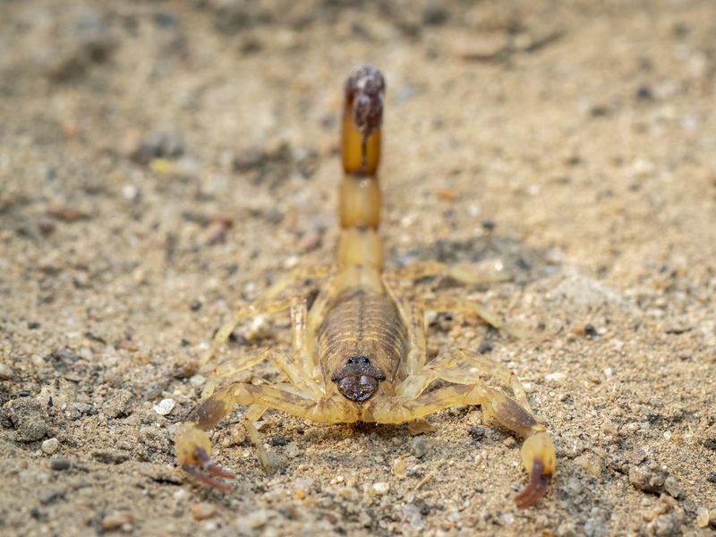 Image of brown scorpion on the ground