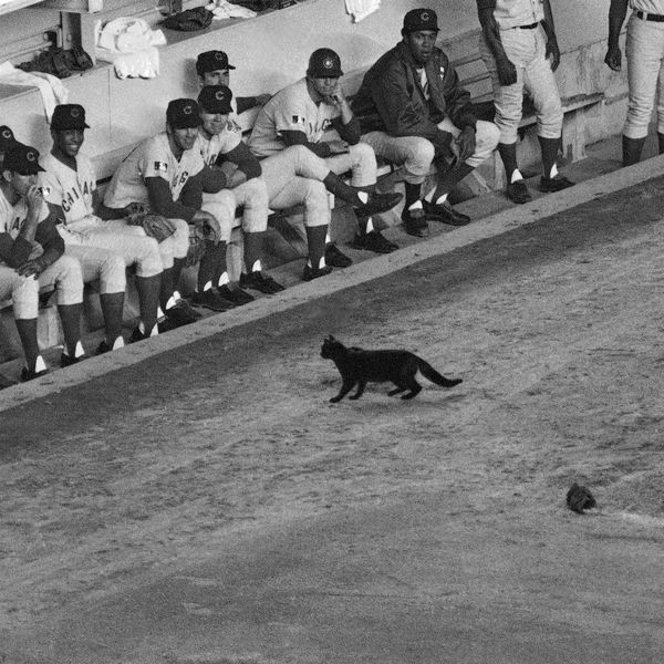 FILE - In this Sept. 9, 1969, file photo, a black cat stands in front of the Chicago Cubs' dugout during the first inning of a baseball game against the New York Mets in New York. Cubs fans Erik Williams and Brad Knaub are hoping to exorcise the Curse of the Billy Goat this postseason by, well, slaughtering one of their own goats. They own a company that produces sausage and other food from locally sourced meats. Now, perhaps this entire endeavor is another crackpot scheme by Cubs fans to help deliver a World Series title. But research has proven that superstitions actually do help athletes perform better. (AP Photo/Dave Pickoff, File)