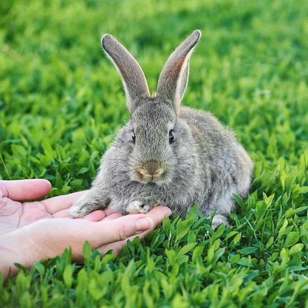 Teach Your Bunny Rabbit These 25 Fun Tricks