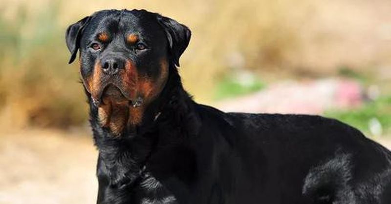 Fila Brasileiro: What's Good About 'Em, What's Bad About 'Em