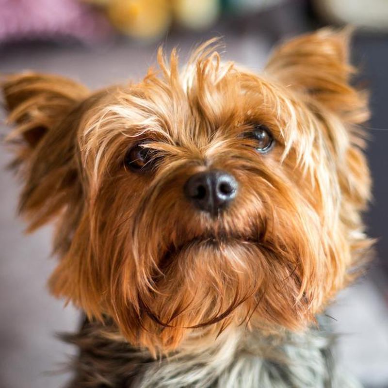 50 Best Small Dog Breeds | FamilyMinded