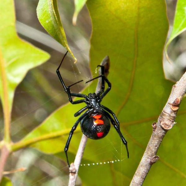 Most Dangerous Spiders Lurking in the U.S.