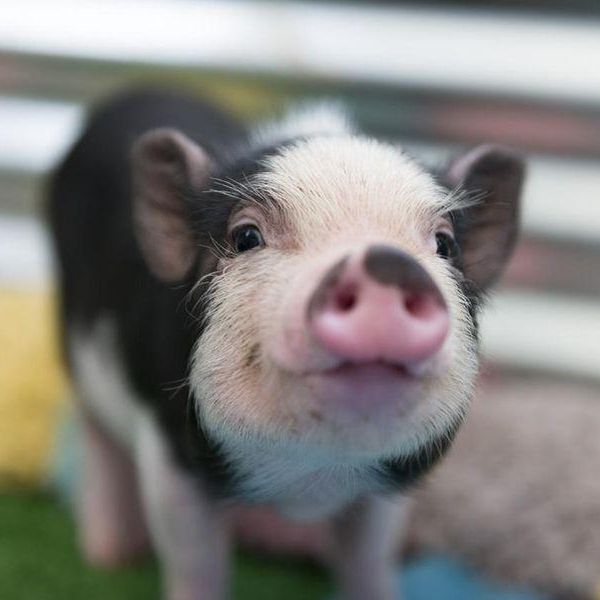 Here's the Truth About Pet Pigs, According to Pig Owners