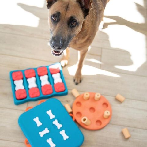 20 Best Dog Puzzles of 2024