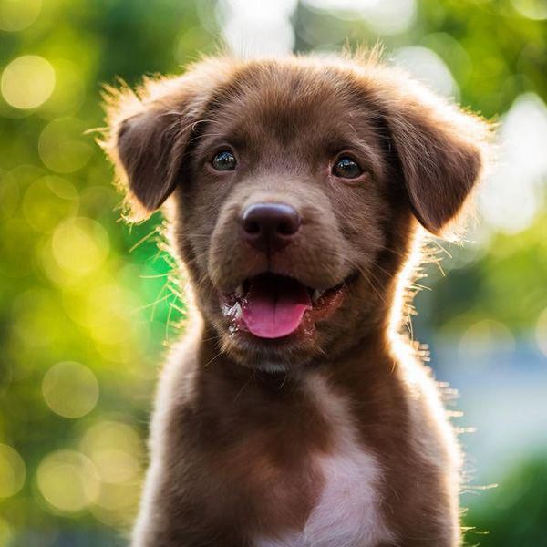 Popular Baby Names That Make the Cutest Dog Names