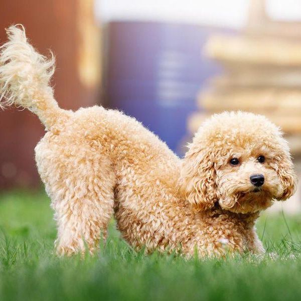 Most Hypoallergenic Dogs You Can Own