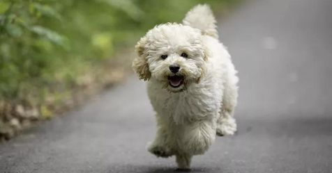 35 Cutest Poodle Mixes Ever Created | Always Pets