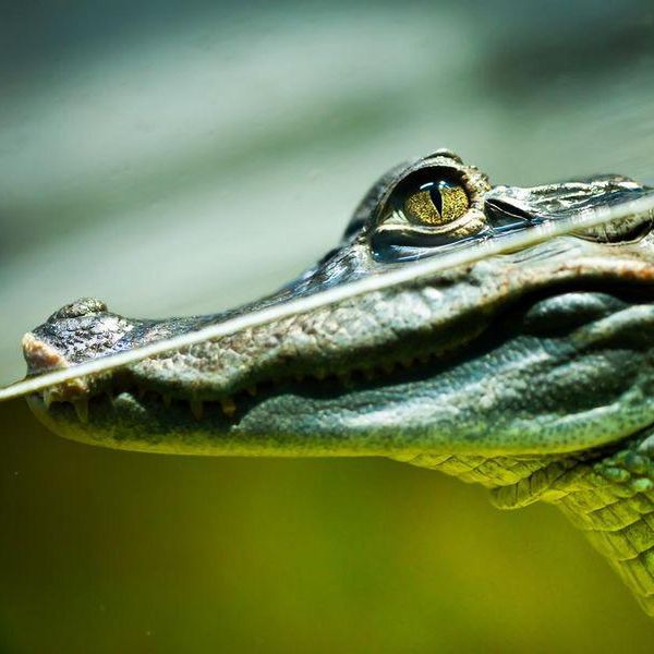 Alligator vs. Crocodile: Facts That Set the Record Straight
