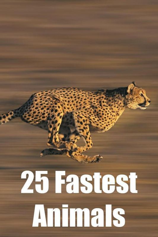 25 Fastest Animals in the World | Always Pets