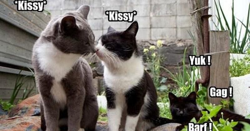 Funny Cat Memes That Perfectly Sum Up Relationships | Always Pets