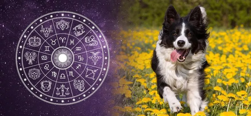 Best Dog Breeds for All 12 Horoscope Signs