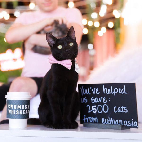 Best Cat Cafes in the U.S. Every Cat Person Needs to Visit
