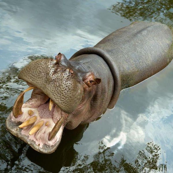 Fascinating Facts About Hungry Hungry Hippos in the Wild