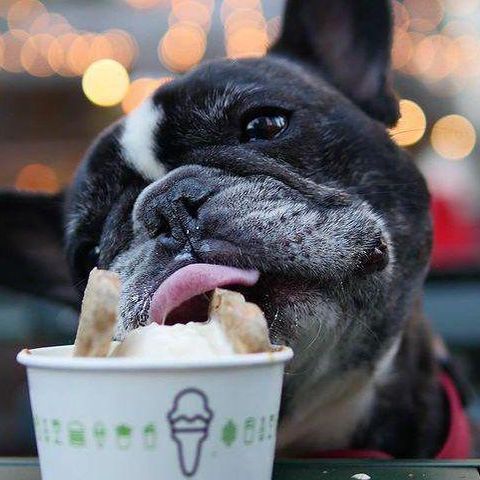 America’s 30 Coolest Dog-Friendly Restaurants, Ranked