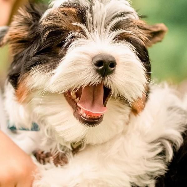 Meet the Adorably Fun Biewer Terrier