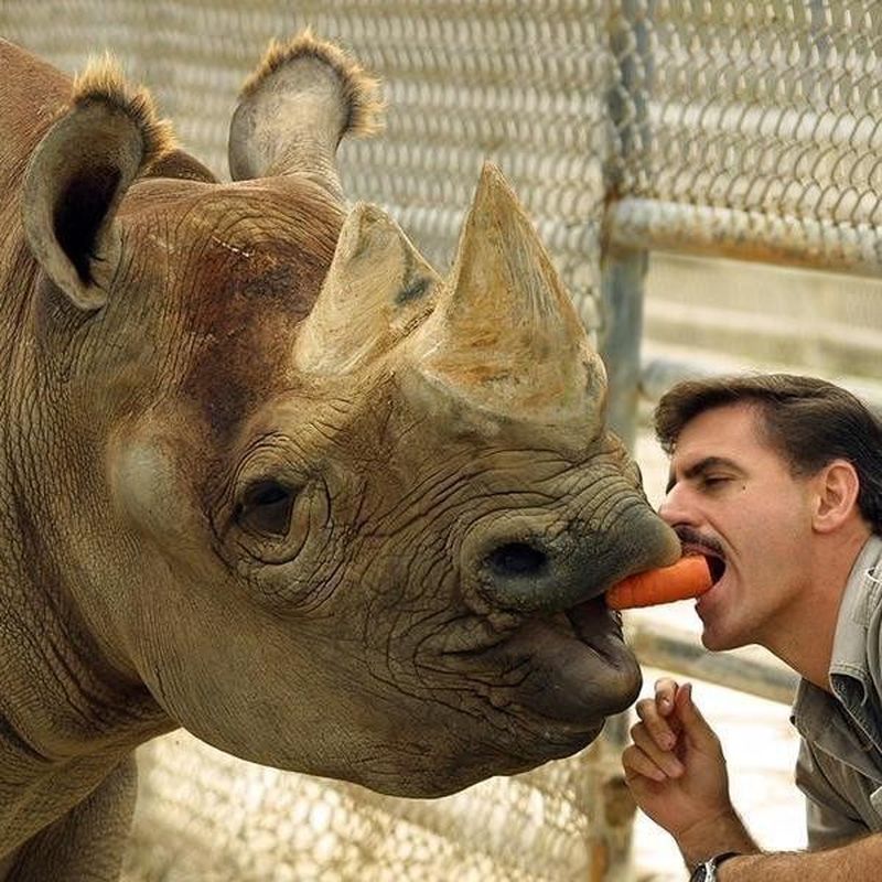 Meet the 25 Most Famous Zoo Animals of All Time | Always Pets
