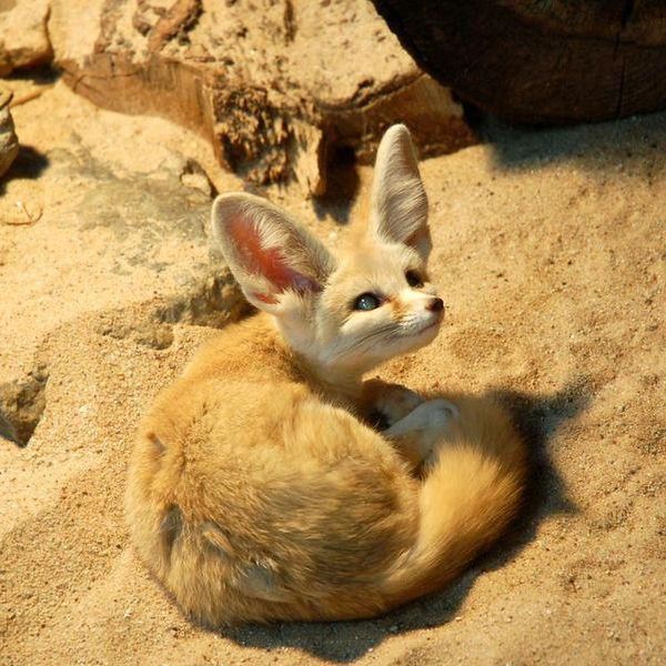 15 Coolest Desert Animals, Ranked by Toughness