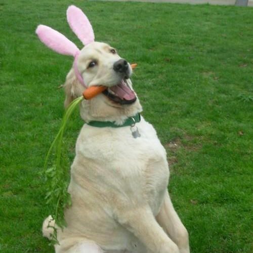 Funny Easter Memes That Are Really Egg-cellent