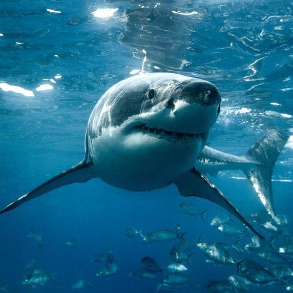 40 Incredible Facts About Sharks