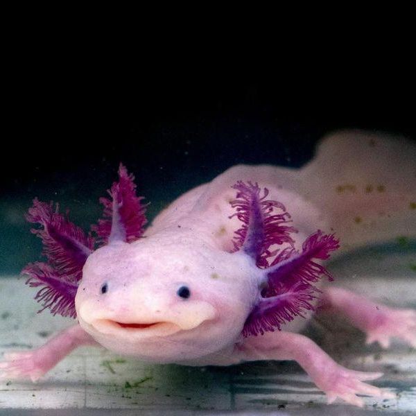 Why the Axolotl Pet Is Trending in America