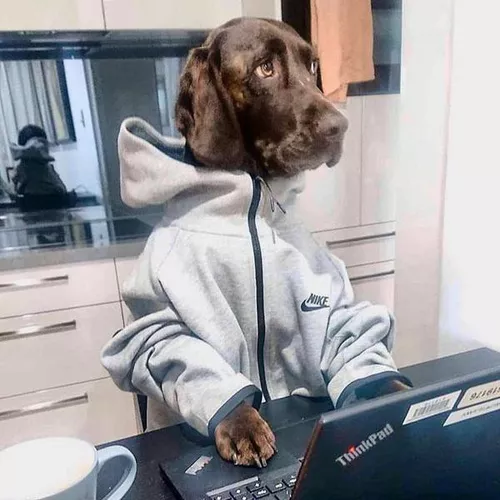 Hilarious Pictures Of Dogs Working From Home | Work + Money
